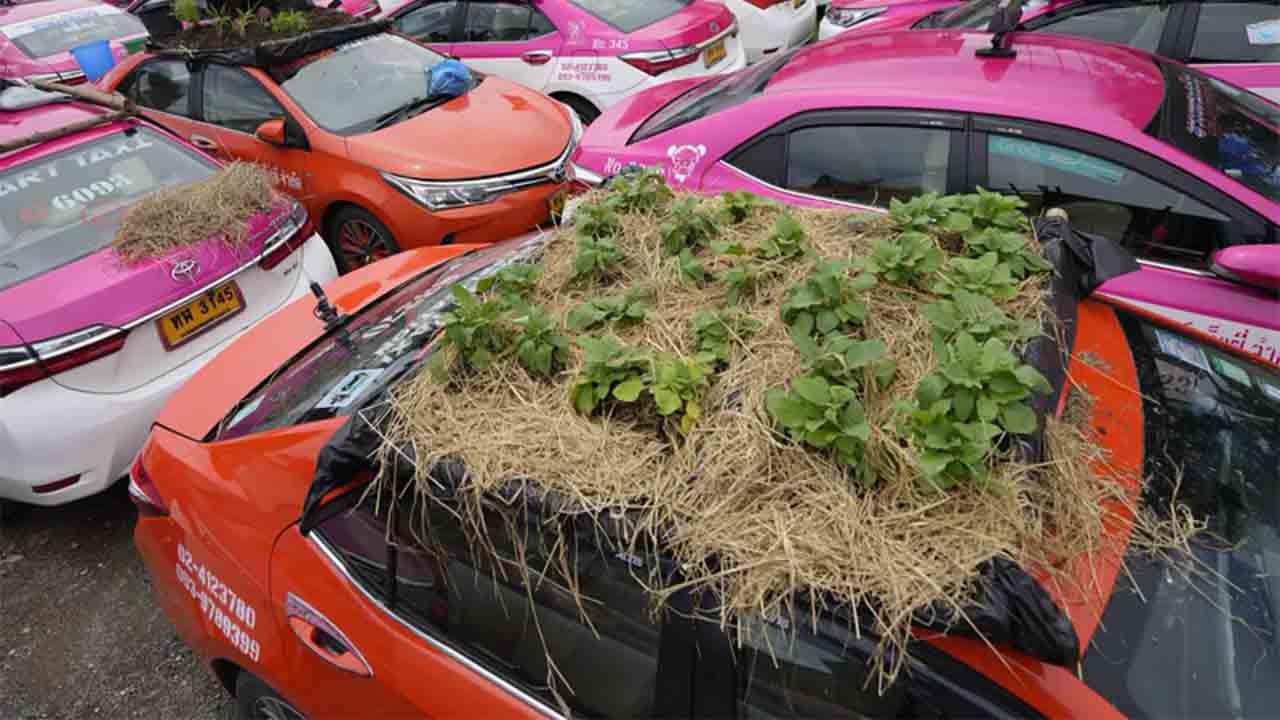 Los taxis tailandeses con huertos plantados en sus techos