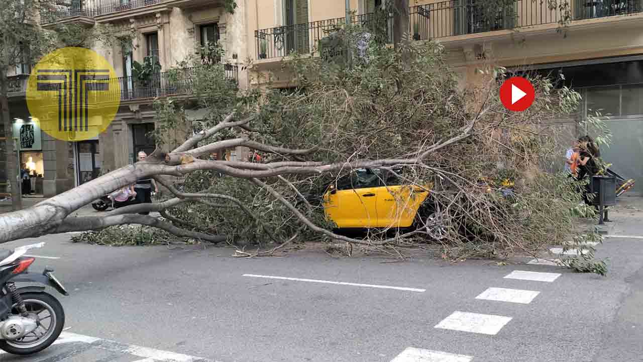 Cae un árbol sobre un taxi en Barcelona debido a los fuertes vientos