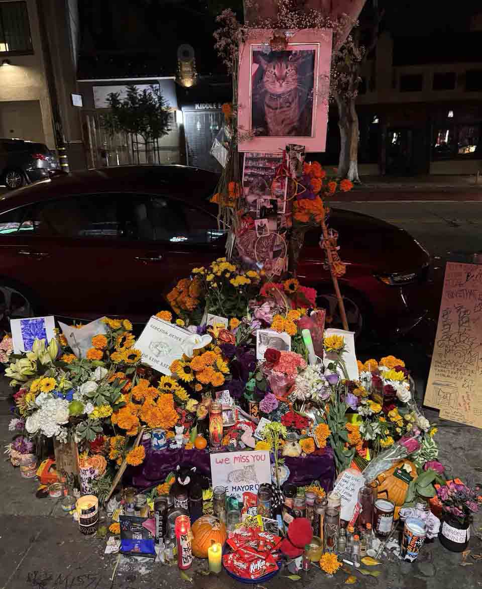 Un taxi autónomo de Waymo mata a la gata KitKat y se da a la fuga 1 Un taxi autónomo de Waymo mata a la gata KitKat y se da a la fuga