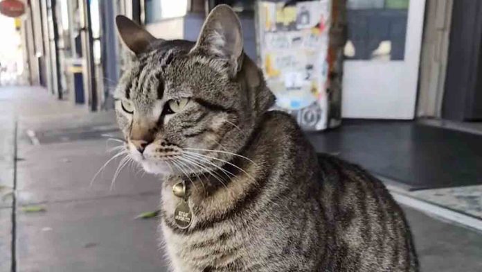 Un taxi autónomo de Waymo mata a la gata KitKat y se da a la fuga Un taxi autónomo de Waymo mata a la gata KitKat y se da a la fuga